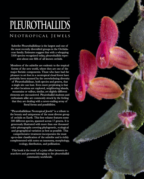 Pleurothallids Neotropical Jewels I - Image 6