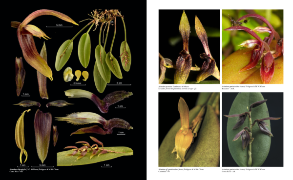 Pleurothallids Neotropical Jewels I - Image 5
