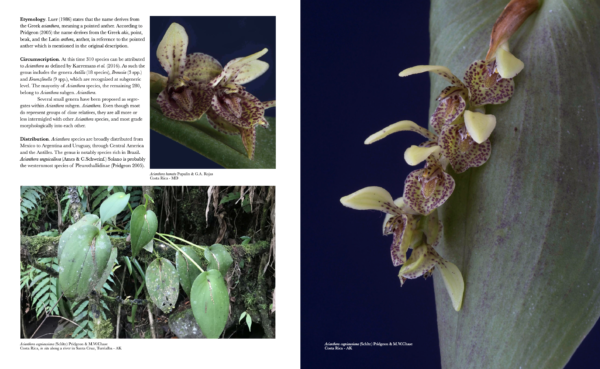 Pleurothallids Neotropical Jewels I - Image 4