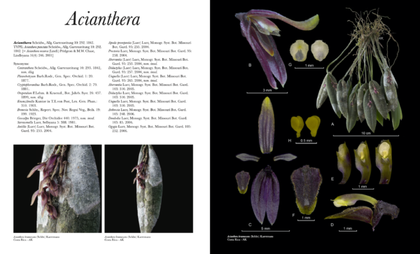 Pleurothallids Neotropical Jewels I - Image 3