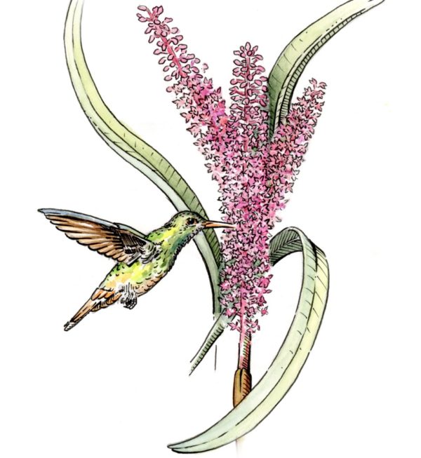 Las Orquídeas y su polinización